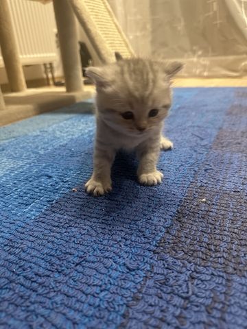 BKH-Kitten