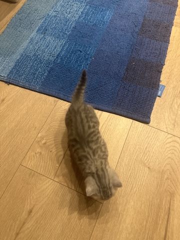 BKH-Kitten