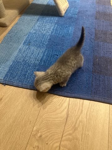 BKH-Kitten