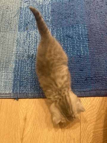 BKH-Kitten
