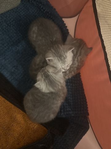 BKH-Kitten