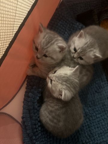 BKH-Kitten
