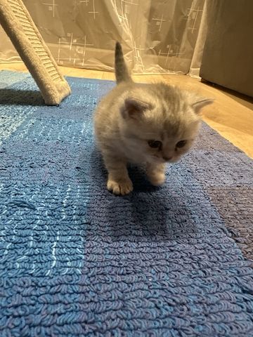 BKH-Kitten