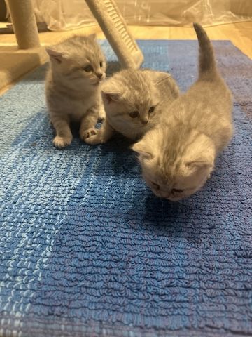 BKH-Kitten