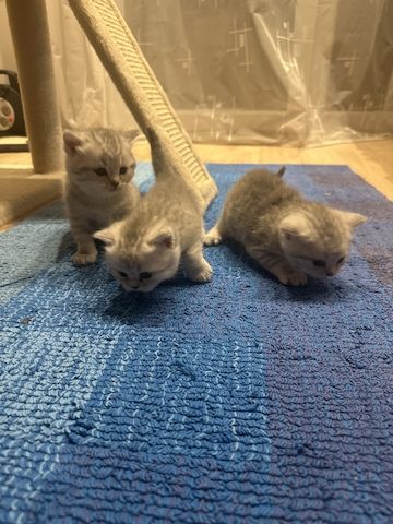 BKH-Kitten
