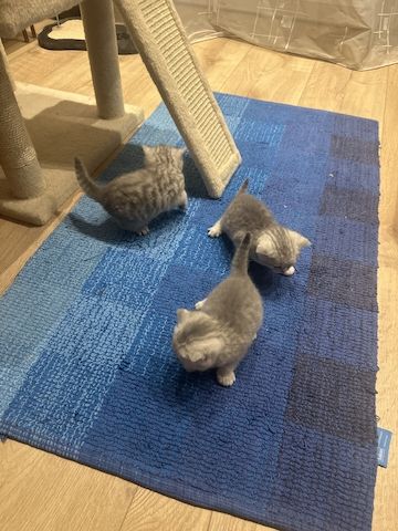 BKH-Kitten