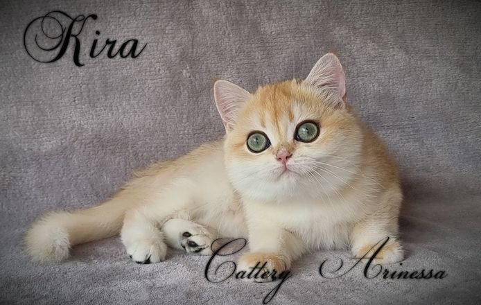 BKH/BLH Britisch Kurzhaar Kitten