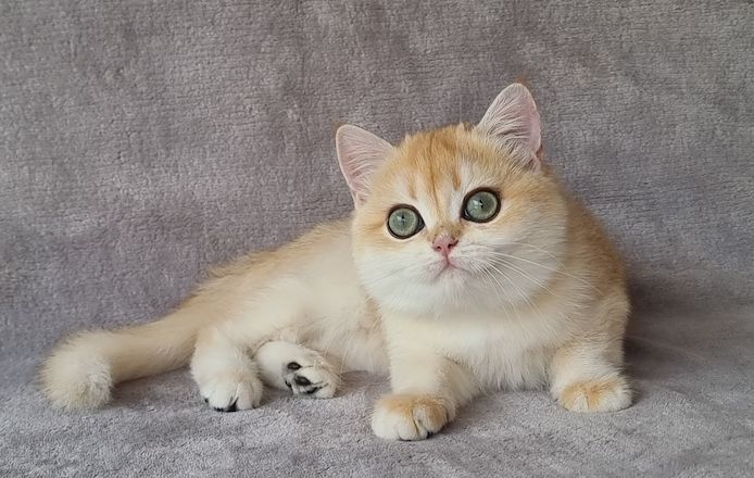 BKH/BLH Britisch Kurzhaar Kitten