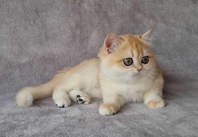 BKH/BLH Britisch Kurzhaar Kitten