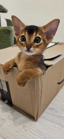 Vier edle reinrassige Abessinierkater in Blau und Ruddy – kleine Persönlichkeiten fürs Leben 🐾❤️