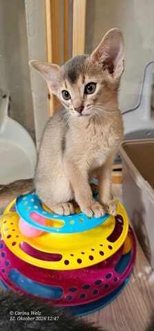 Vier edle reinrassige Abessinierkater in Blau und Ruddy – kleine Persönlichkeiten fürs Leben 🐾❤️