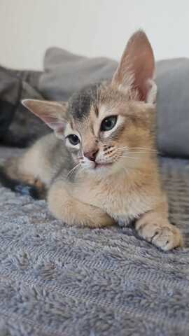 Vier edle reinrassige Abessinierkater in Blau und Ruddy – kleine Persönlichkeiten fürs Leben 🐾❤️