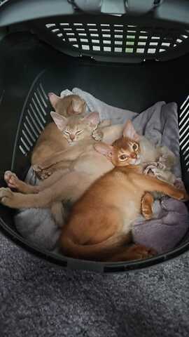 Vier edle reinrassige Abessinierkater in Blau und Ruddy – kleine Persönlichkeiten fürs Leben 🐾❤️
