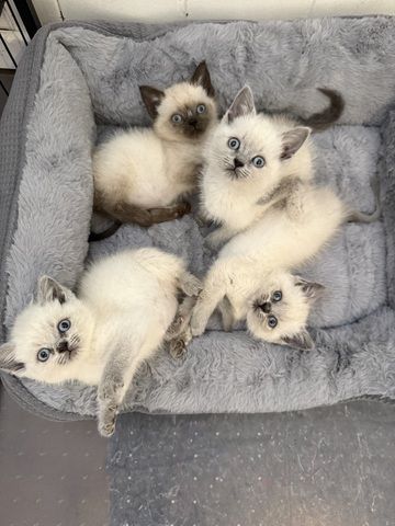 BKH Baby Katze Kitten