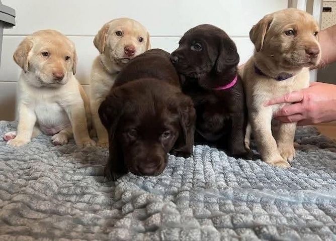 Labrador-Welpen zu verkaufen.