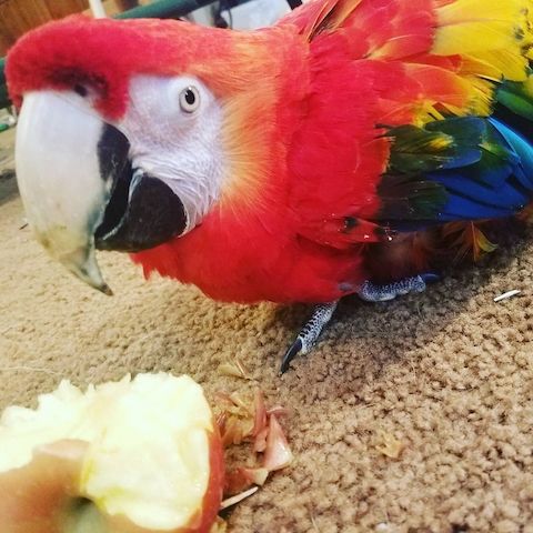Paar Hellrote Aras (Scarlet Macaws)