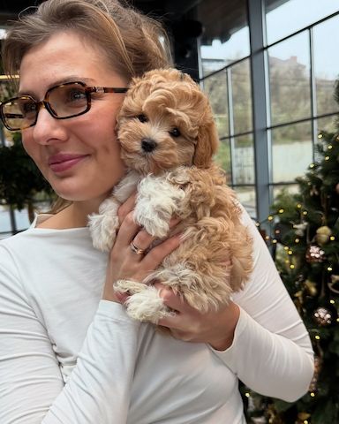 Zuckersüßer maltipoo-Welpen ,.