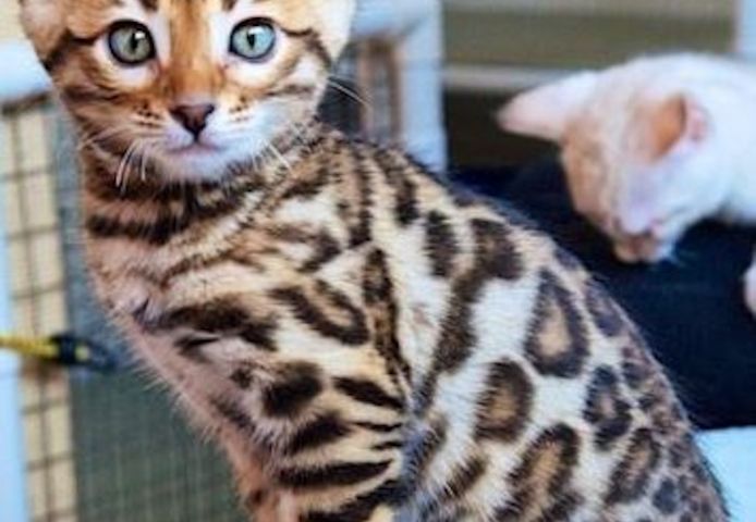 Wunderschöne, reinrassige BENGAL Kitten Kätzchen