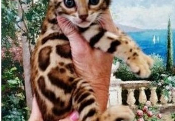 wunderschönen Reinrassigen Bengal Kätzchen