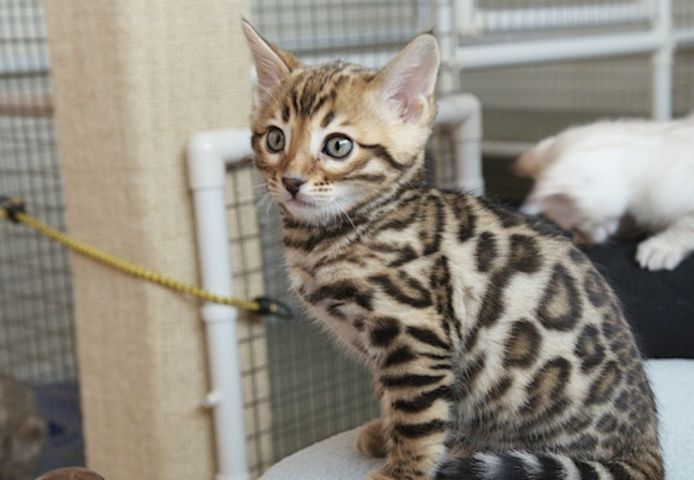 Gesunde und reinrassige Bengal  Kätzchen