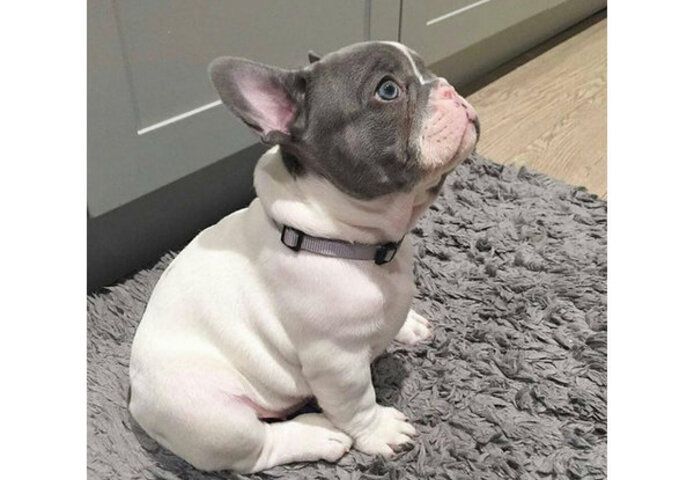 Französische Bulldoggen