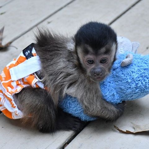 🐒 Weiblicher Kapuzineraffe zur Adoption gesucht 🐒