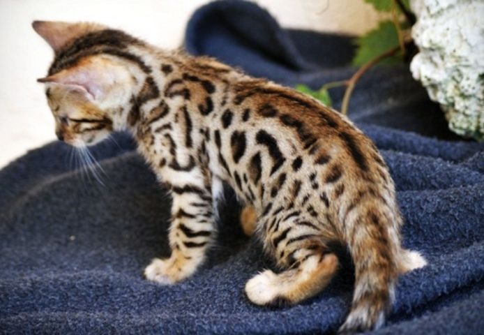 Reinrassige BENGAL Kitten Kätzchen