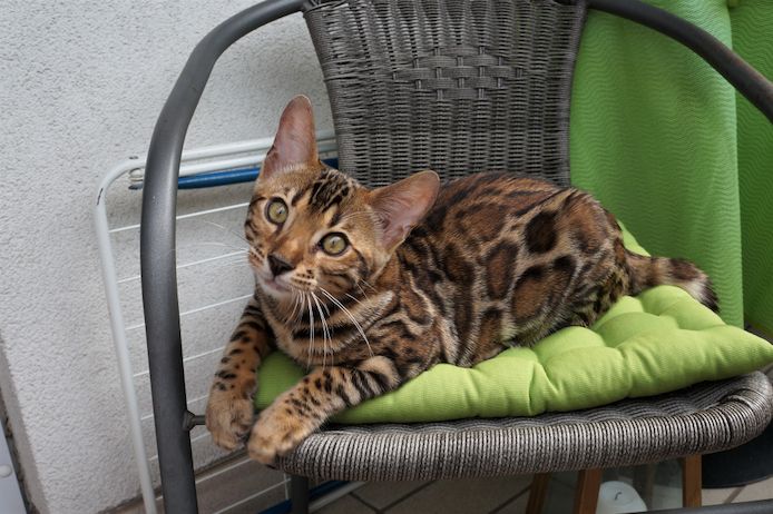 BENGAL Kätzchen reinrassig