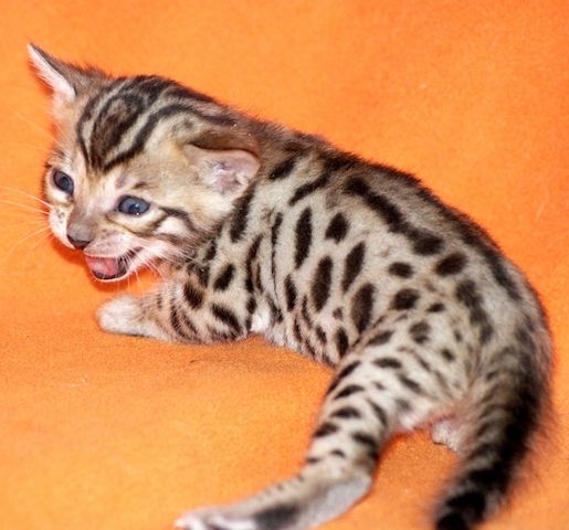 Gesund Bengal  Katzchen