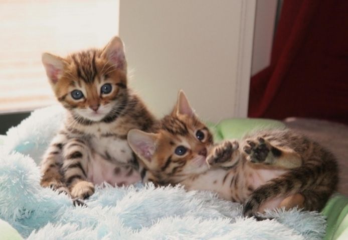 Wunderschöne Bengal  Kätzchen