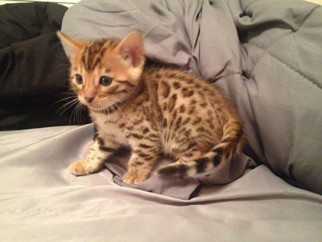 Schön Bengal  Kätzchen