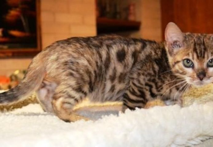 BENGAL KITTEN (Baby Bengal  Kätzchen)