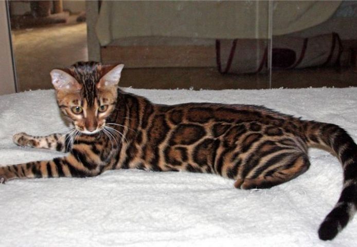 Bengal Kätzchen