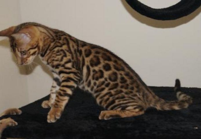 BENGAL KITTEN (Baby Bengal  Kätzchen)