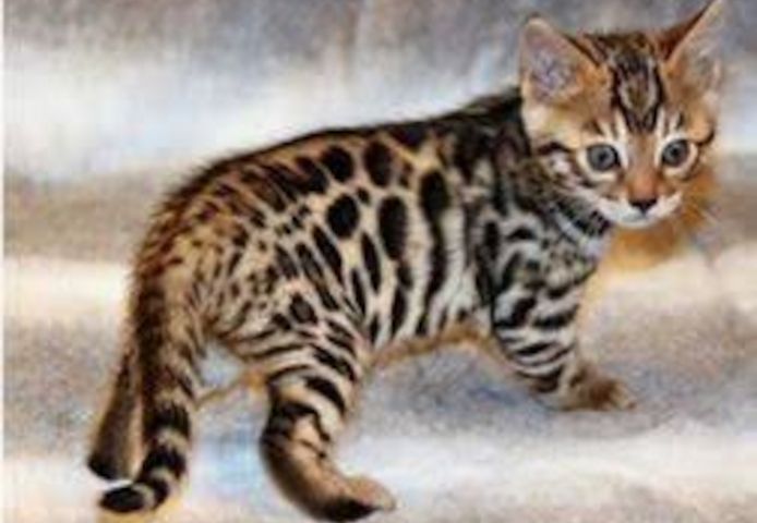BENGAL KITTEN (Baby Bengal  Kätzchen)