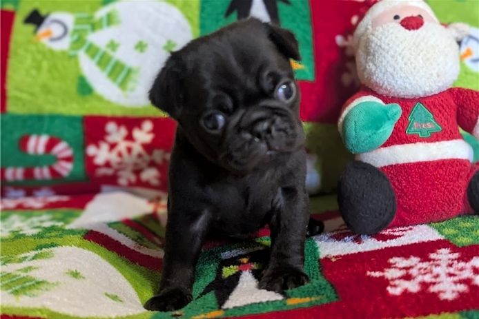 Reinrassige Mops welpen welpen