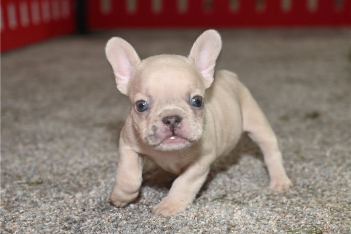Französische Bulldoggen Welpen mit Ahnentafel