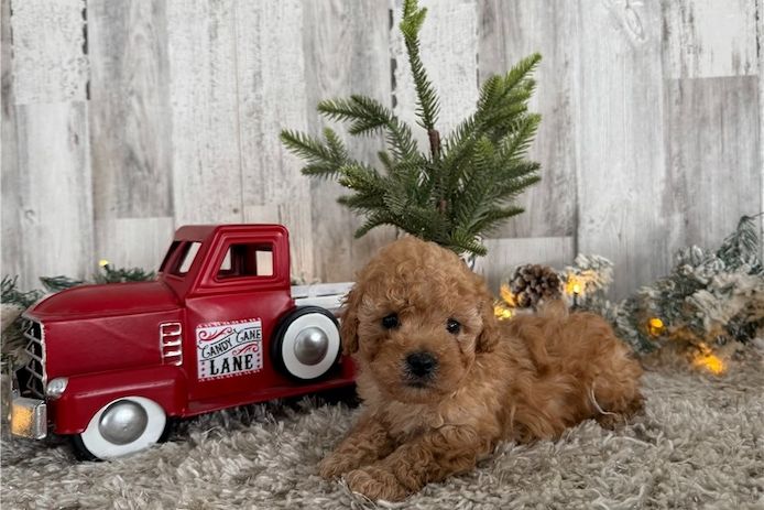 Maltipoo Welpen suchen liebevolles Zuhause