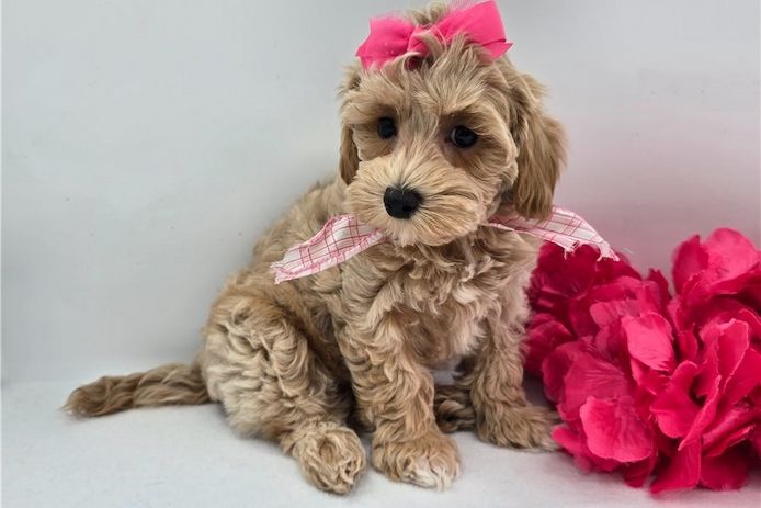 Maltipoo Welpen suchen liebevolles Zuhause