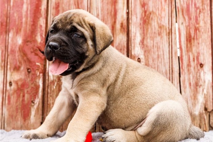 Bullmastiff Welpen suchen ihre Familie
