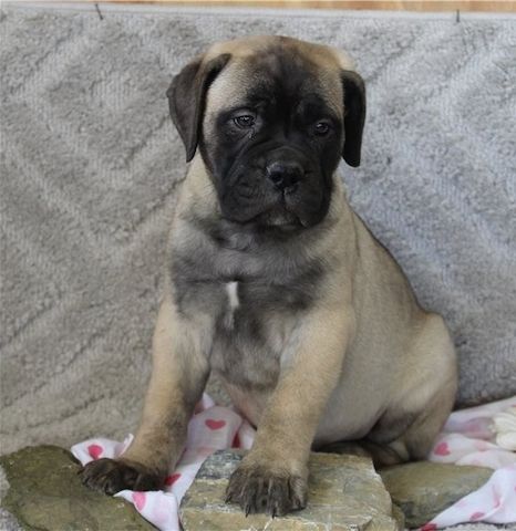 Bullmastiff Welpen suchen ihre Familie