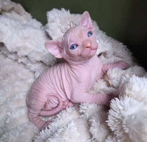 Sphynx-Kätzchen zu verkaufen