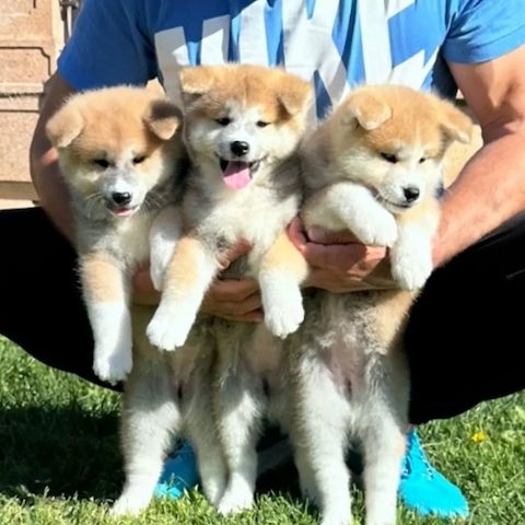 Akita-Welpen suchen ein Zuhause