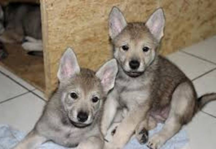Welpen des Tschechoslowakischen Wolfshundes