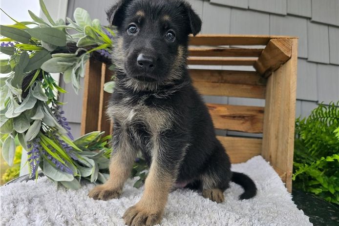 Deutsche Schäferhund Welpen