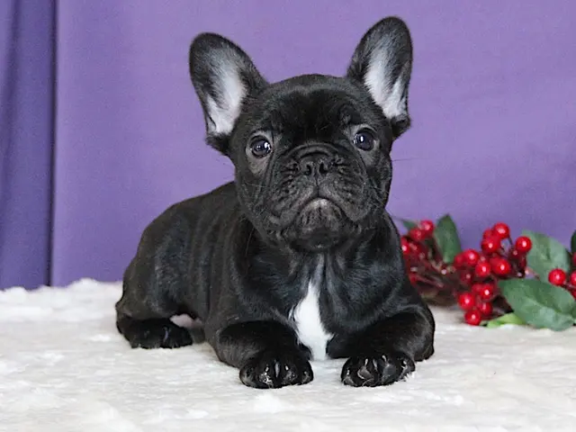 Französische Bulldoggen-Welpen