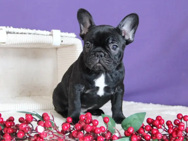 Französische Bulldoggen-Welpen