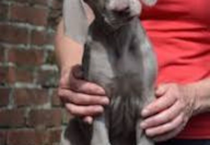 Weimaraner-Welpen