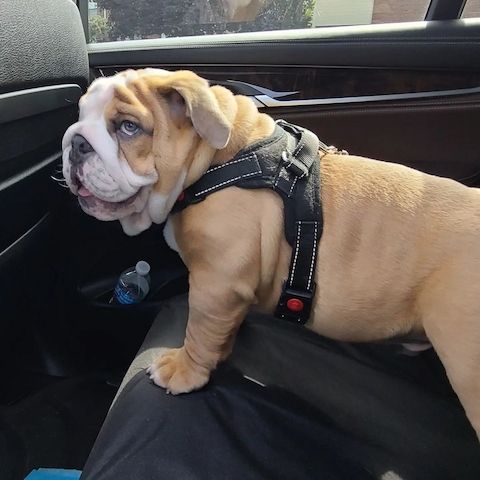 Englische Bulldoggen-Welpen