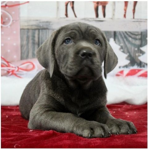 cane corso welpen mit Papieren